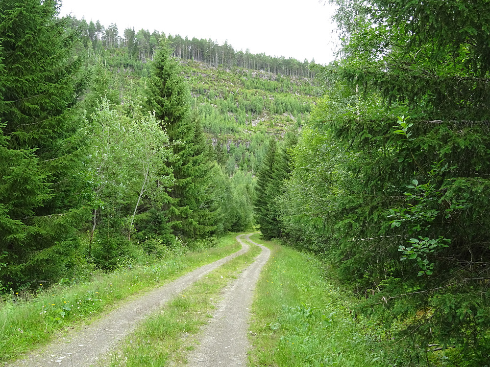 Flott skogsbilvei mot snuplass innenfor Kjenstad