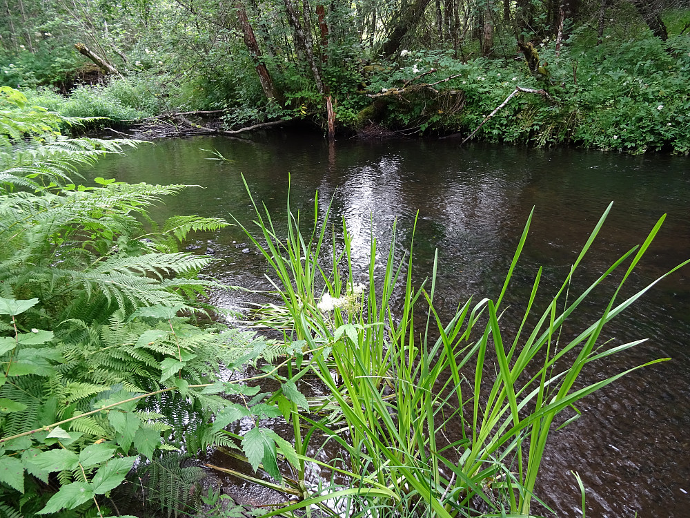 Frodig vegetasjon langs Semselva