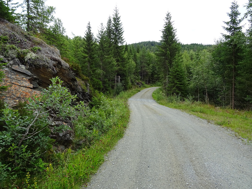 Skogsbilveien som kommer fra Bjørnang.