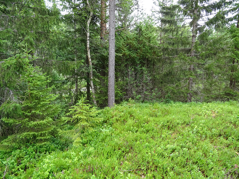 Levanger Kommunes midtpunkt