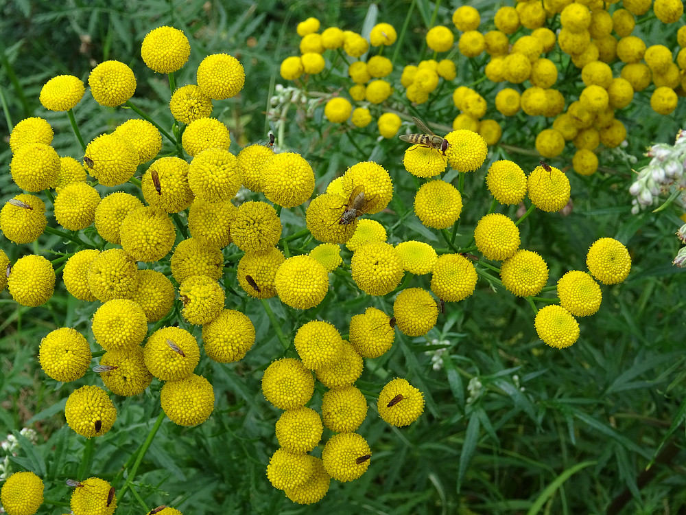 Blomster med innsekter