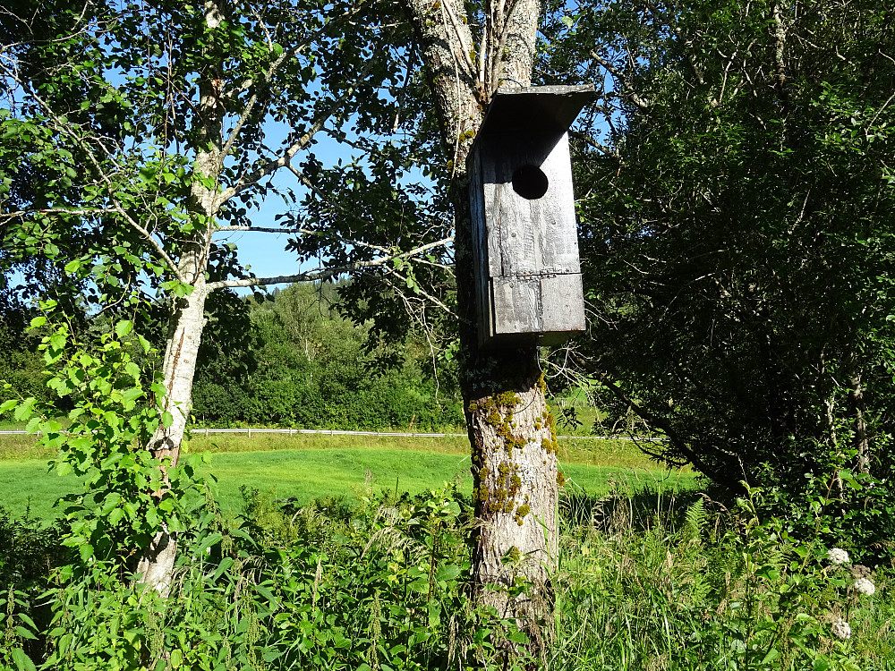 En fuglekasse på vestsiden. Landsemvegen i bakgrunnen