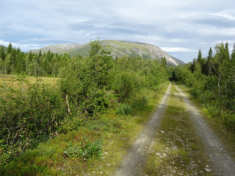 Flott skogsbilvei inn Storbjørhusdalen