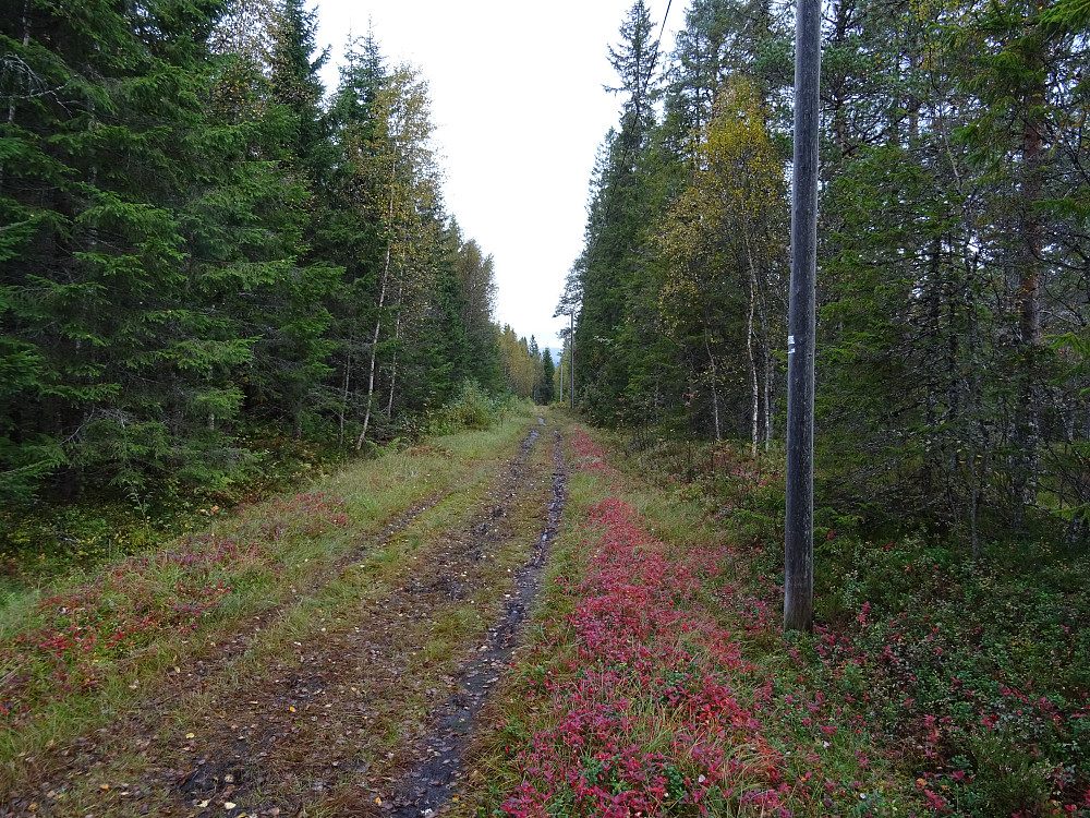 Veien gjennom Havikskardet