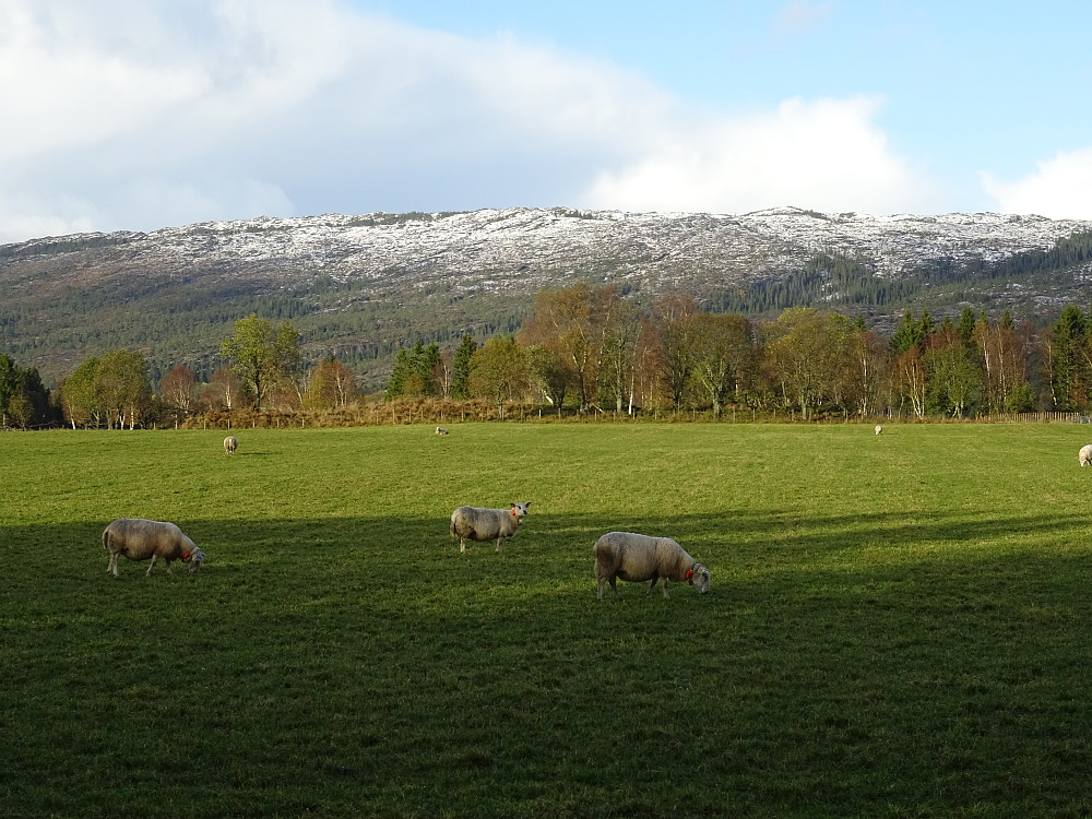 Sau på beite, Spannfjellet bak