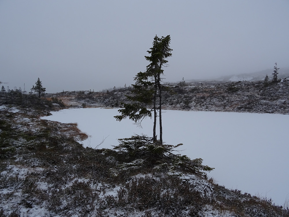 Svarttjønna