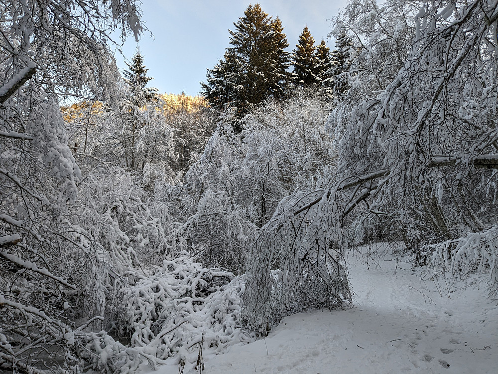 På tur mot Koksåsen, Stjørdal