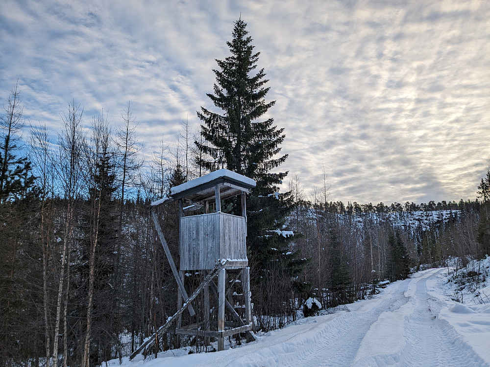 Skogsmaskinspor og elgpost