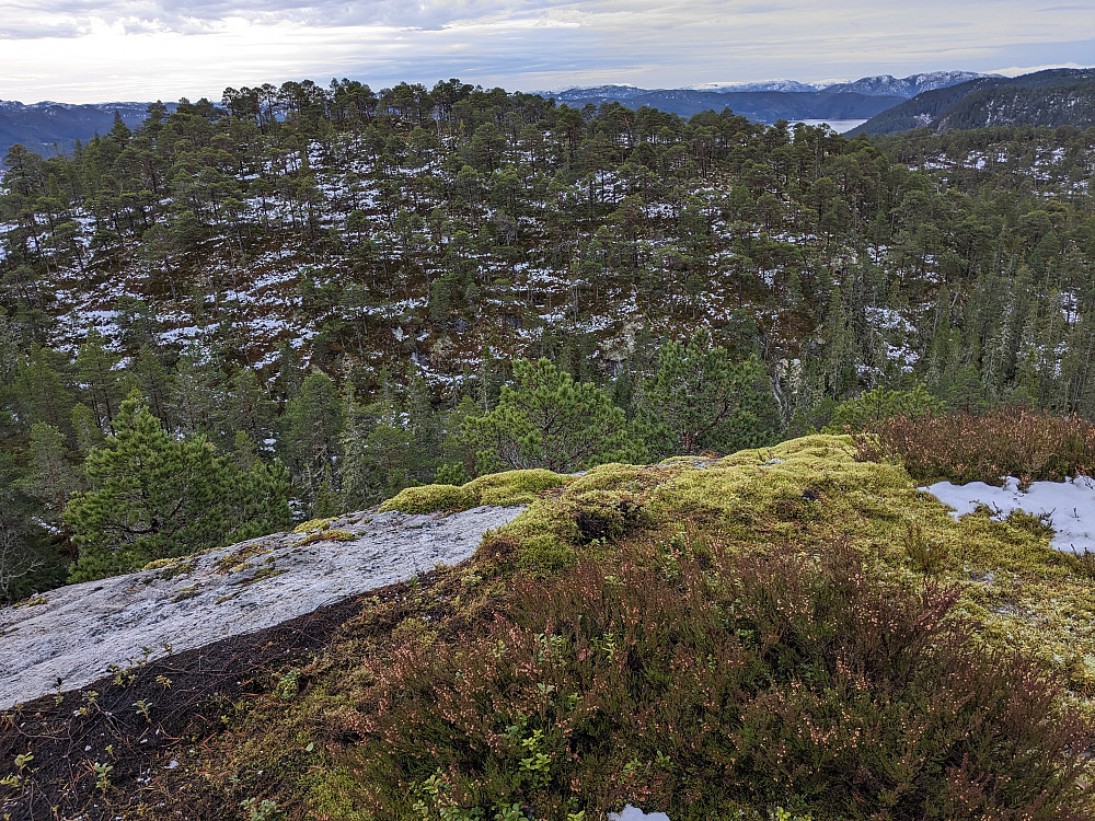 Utsikt fra Torskardfjellet (172) til toppen sør for denne. (Naturperler i Namsos)