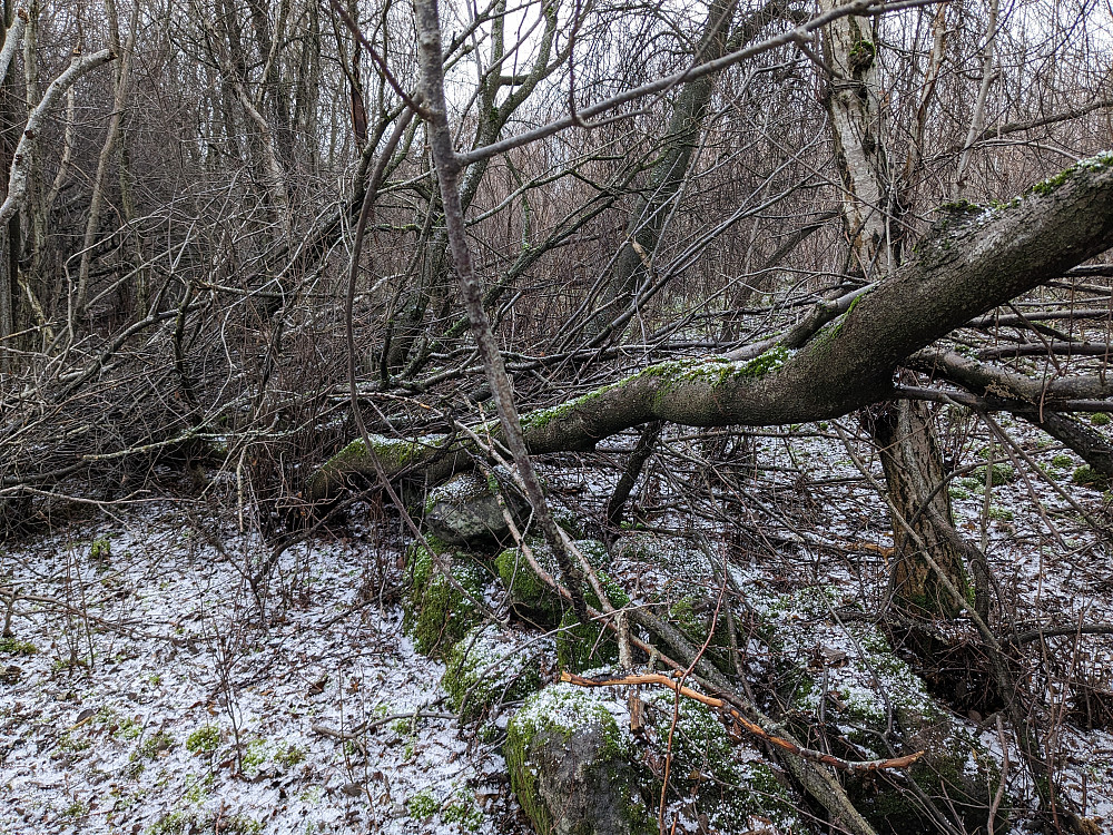 Gammel skog på tur ned til Heststein-fållån