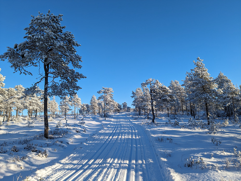 Flotte løyper mot Koltjønnhytta.