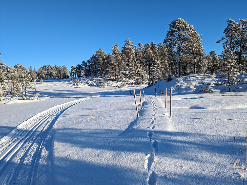 Koltjønna