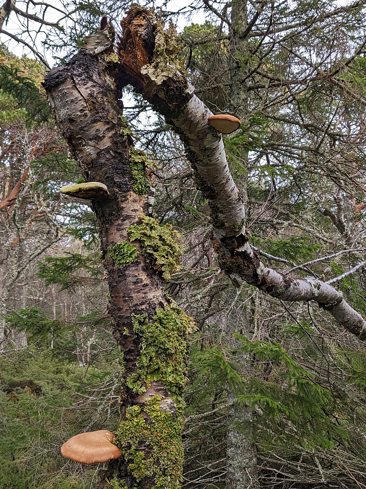 Gammel skog