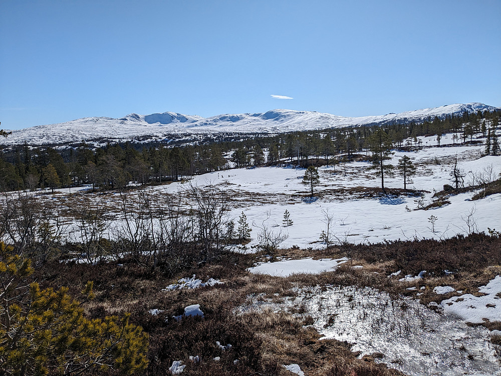 Skarvan