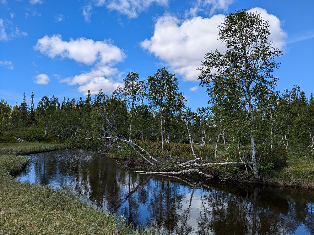 Renselskardelva måtte krysses