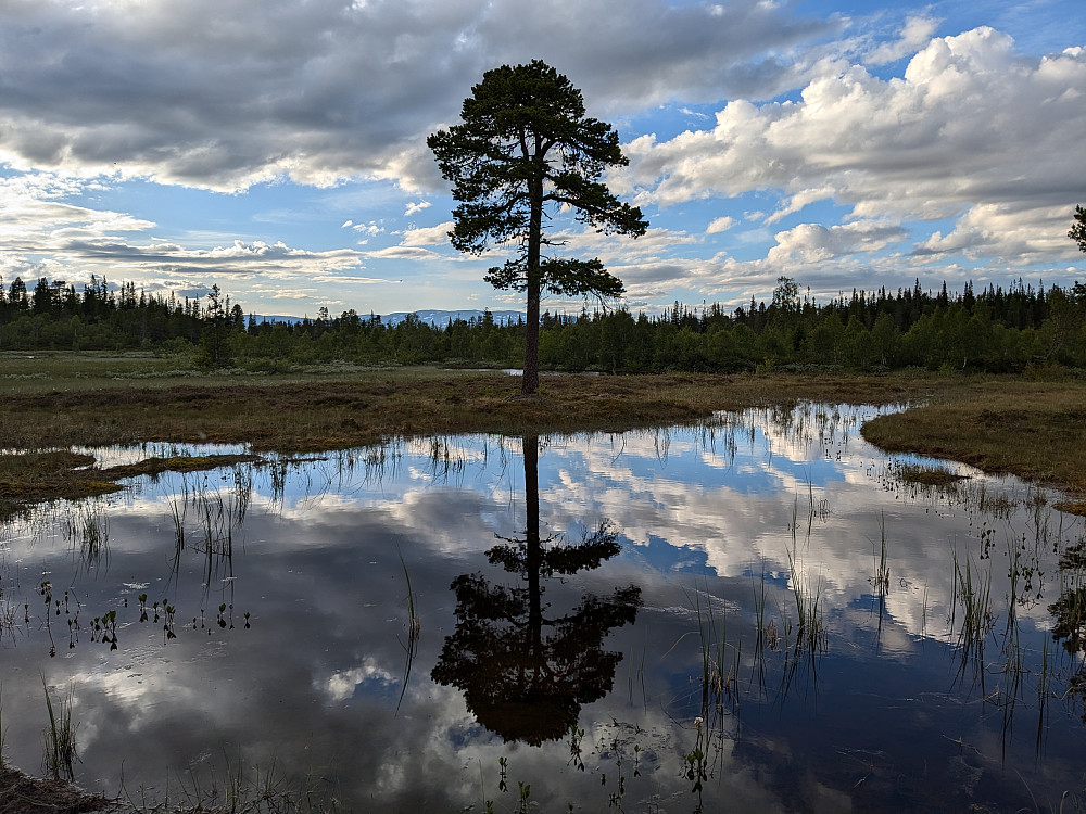 Ei enslig furu på myra ved Storgollomsvatnet
