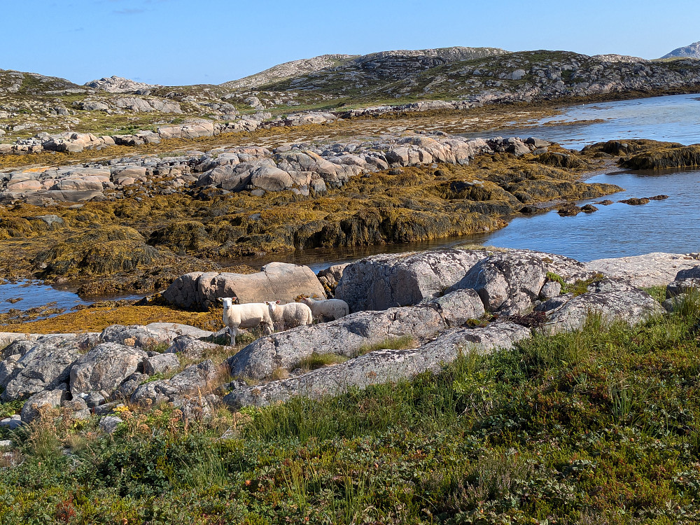 Sauer på beite