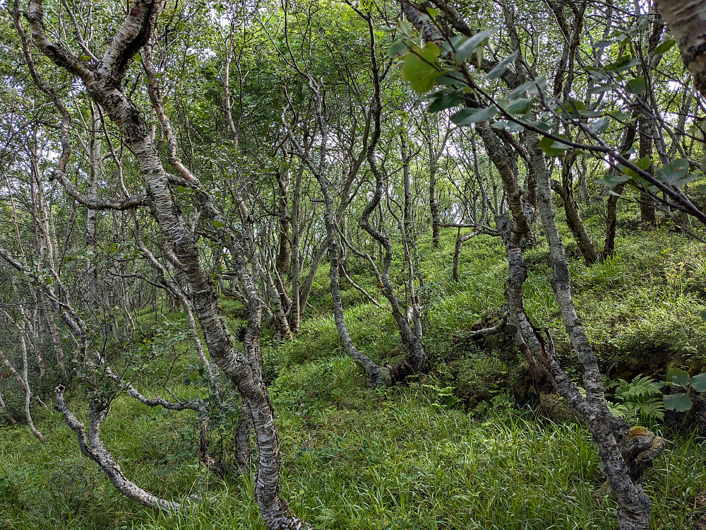 Børsøya