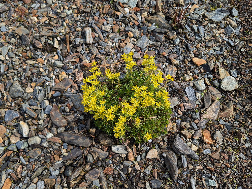 Fjellblomster