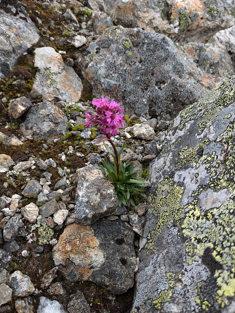 En fin blomst ved Store Børgefjellet