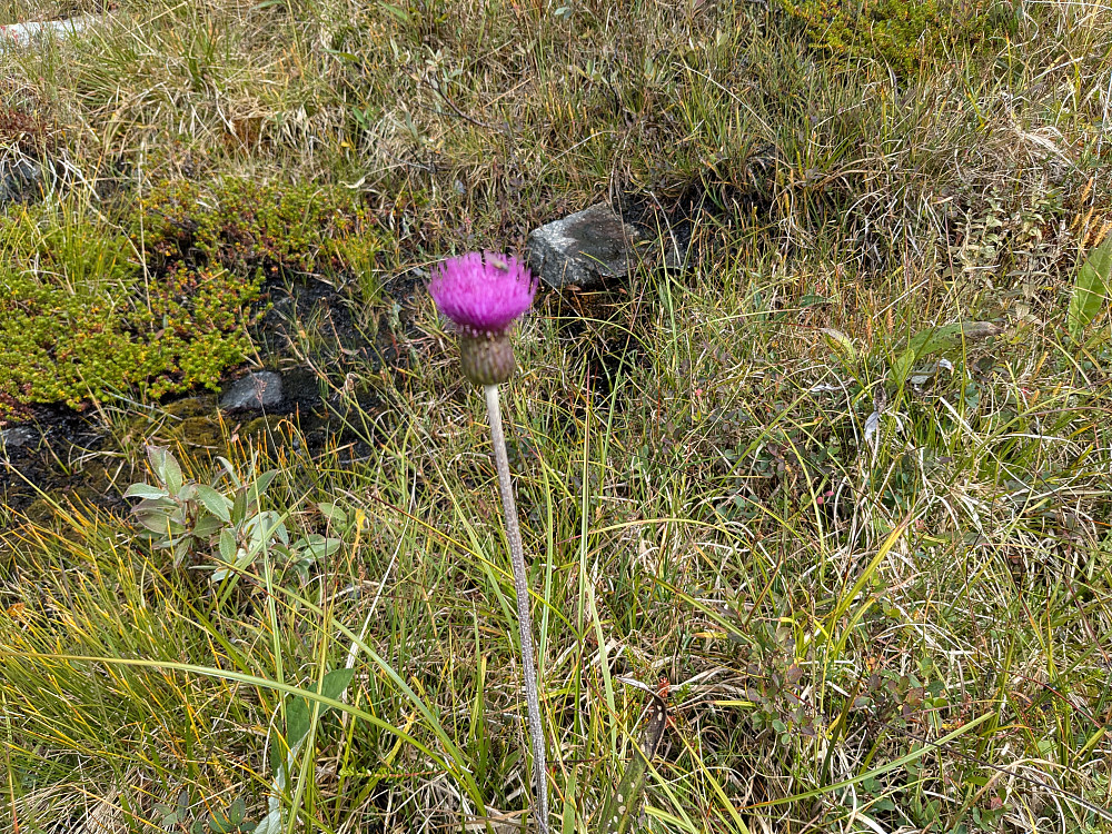 Blomster