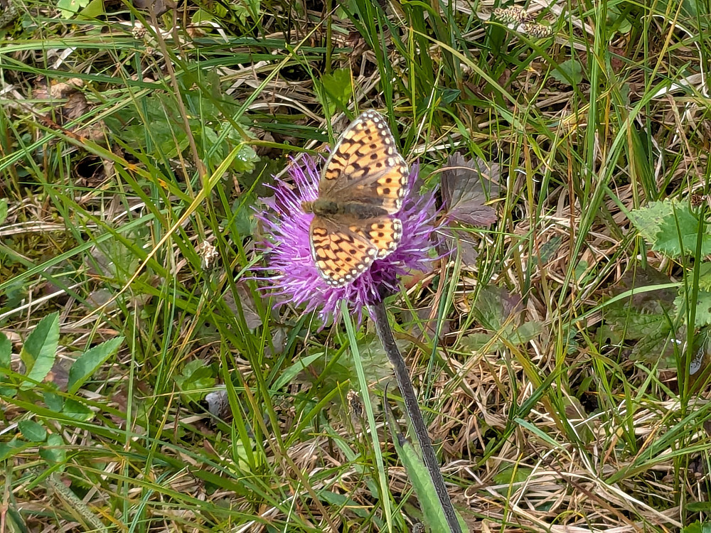 En flott sommerfugl på en flott blomst