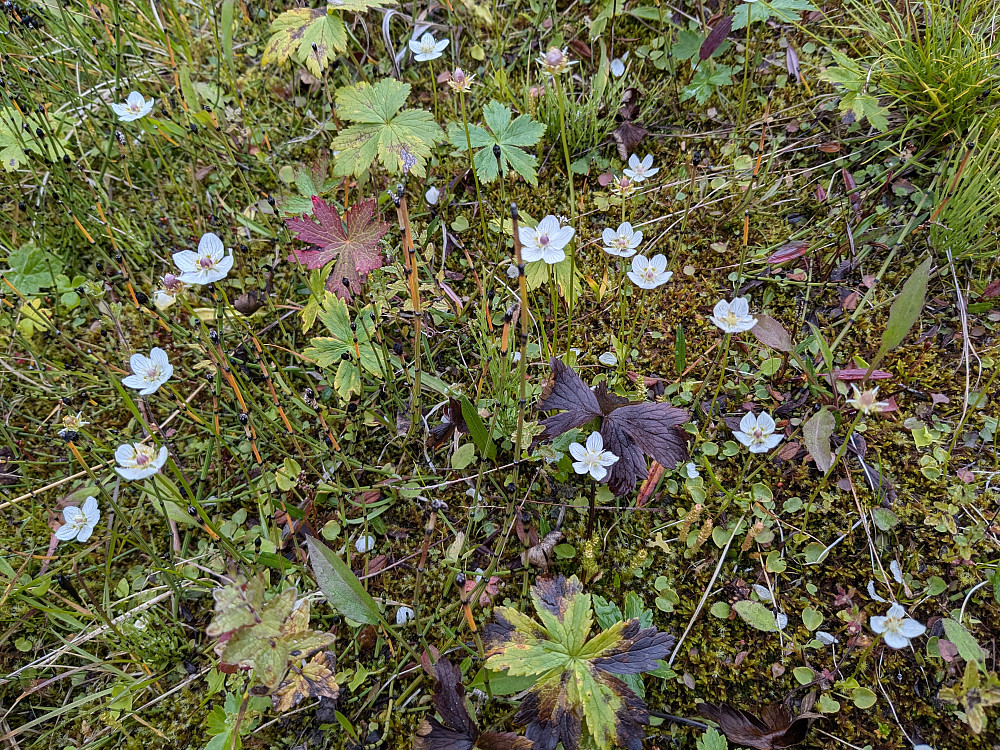 Blomster