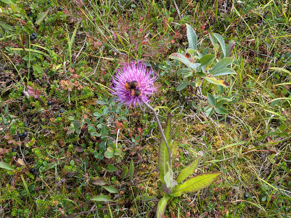 Blomst med to humler
