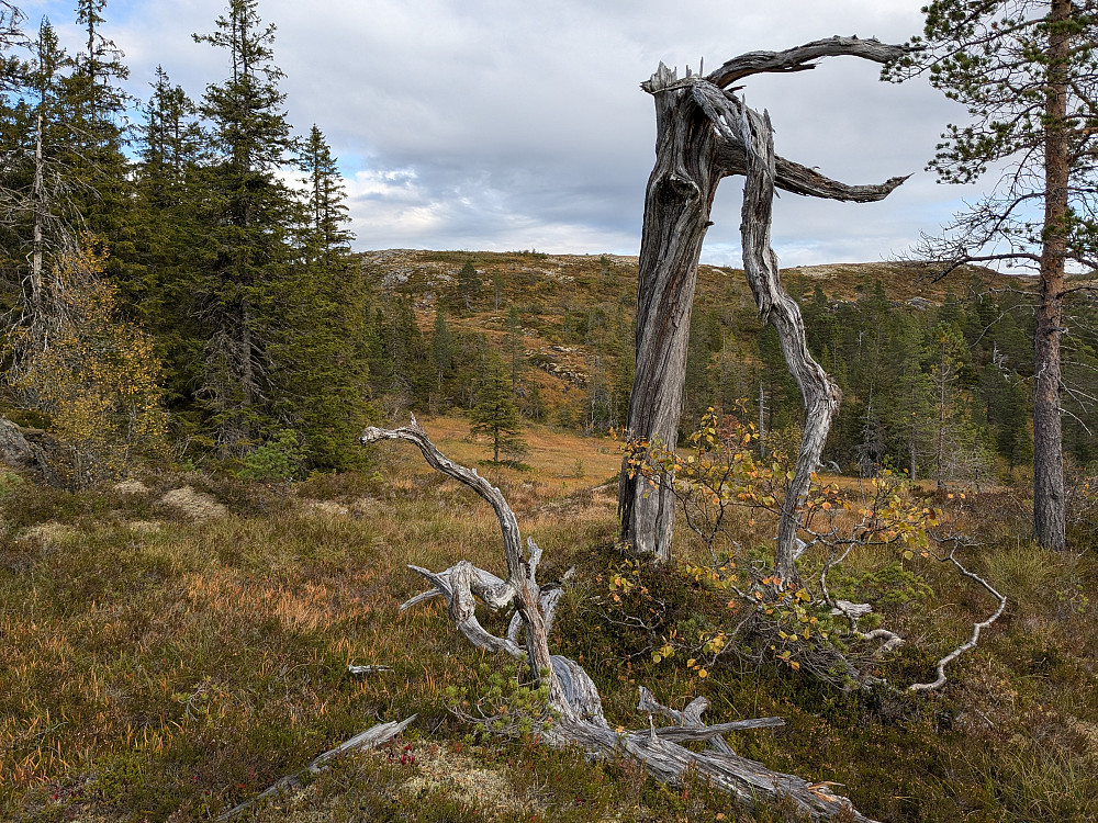 Finnbudalen