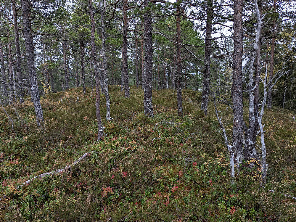 Skogstoppen Granhatten