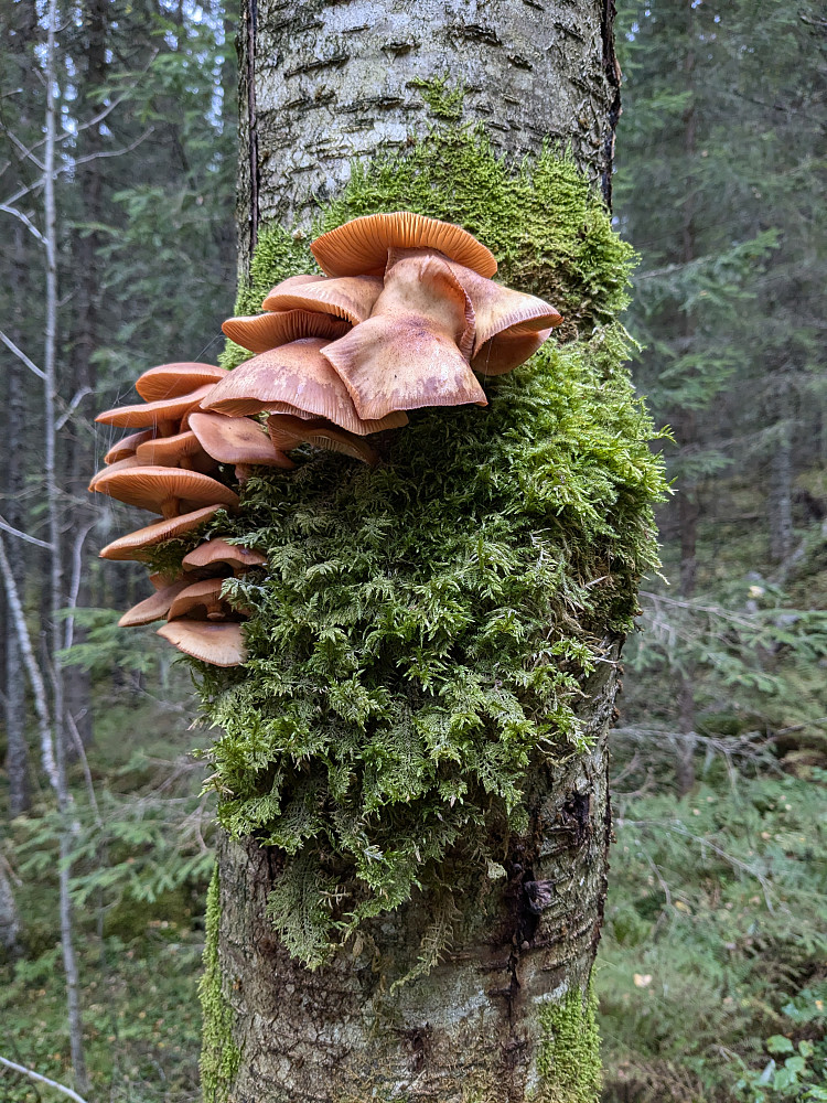 Et tre med sopp på tur ned
