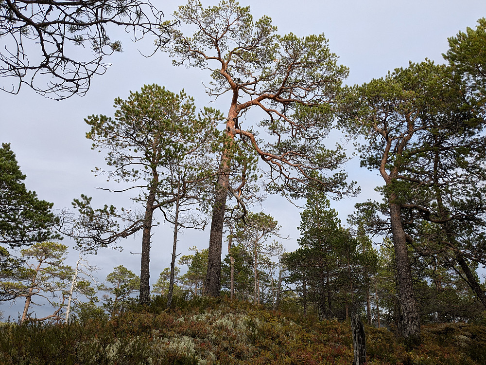 Toppfurua på høyde 98