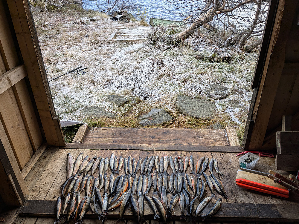 Røye (Rør) fra Litlgåsvatnet