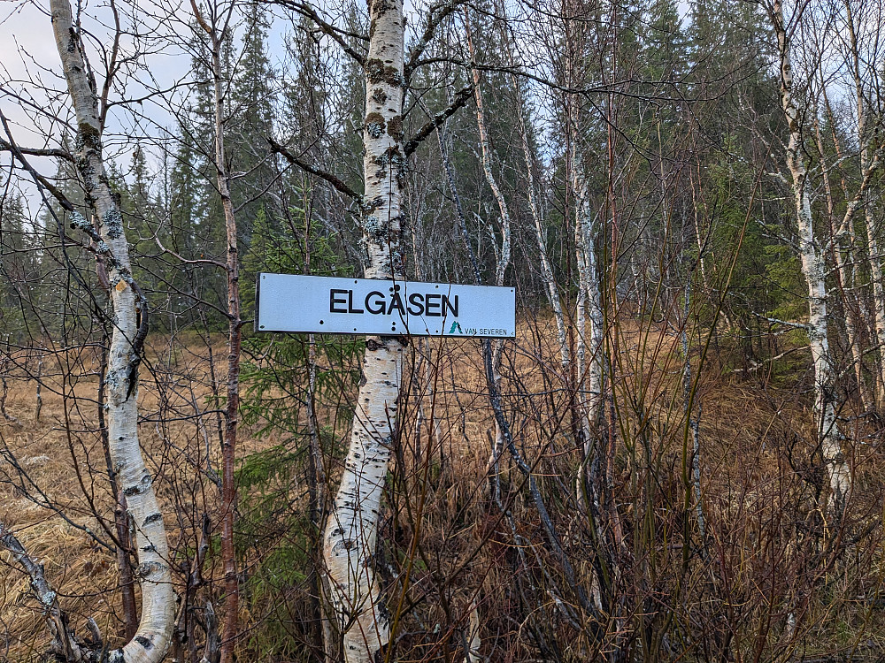 Elgåsen uten elgjegere