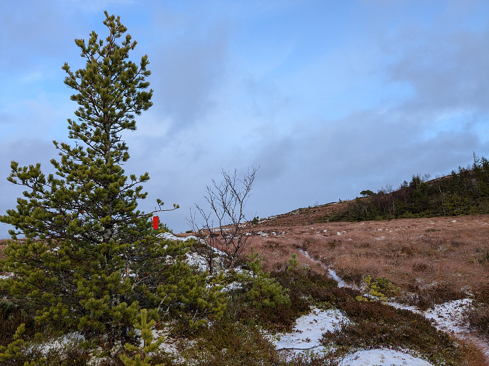 Rødmerket sti