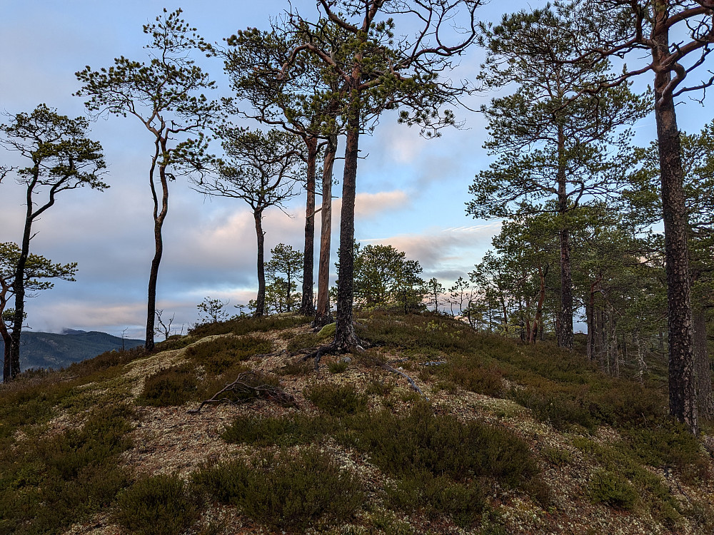 Toppen av Fuglleikhaugan