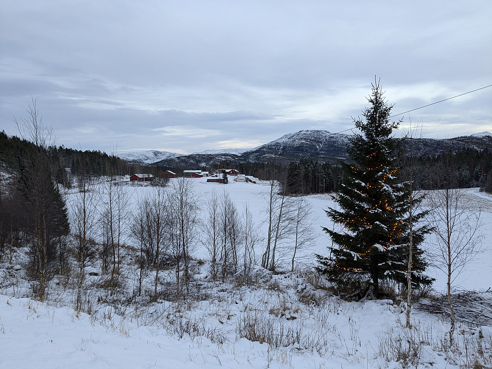 Julegrana i Botnan