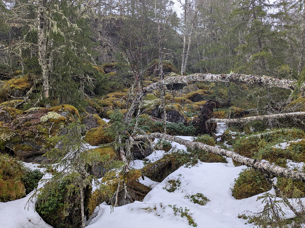 Mot Vellfjordkammen 