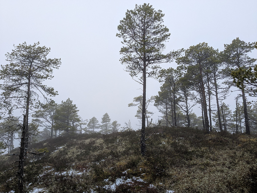 Vellfjordkammen 