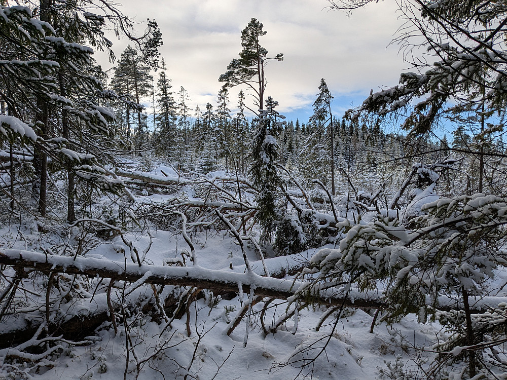 En del rotvelt på tur opp