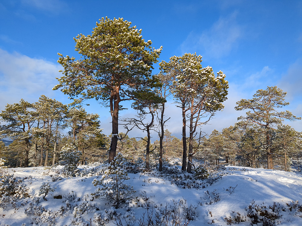 Høyeste punkt på Dyrstadberga