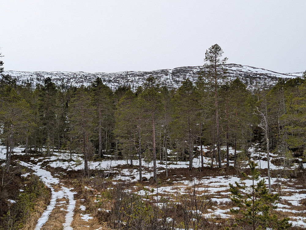 Småkneppan i sikte