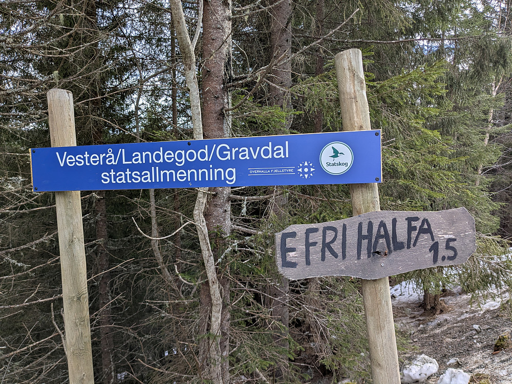 Rett opp i et hogstfelt her