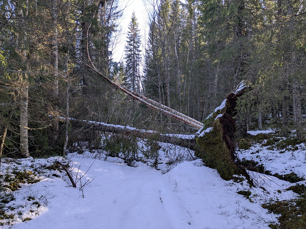 Trefall