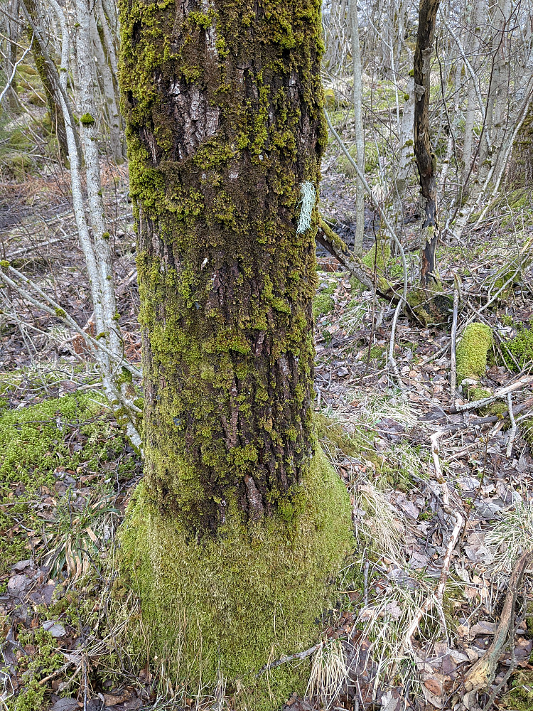 Gammel skog