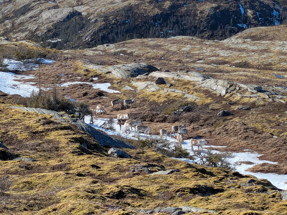 Rein