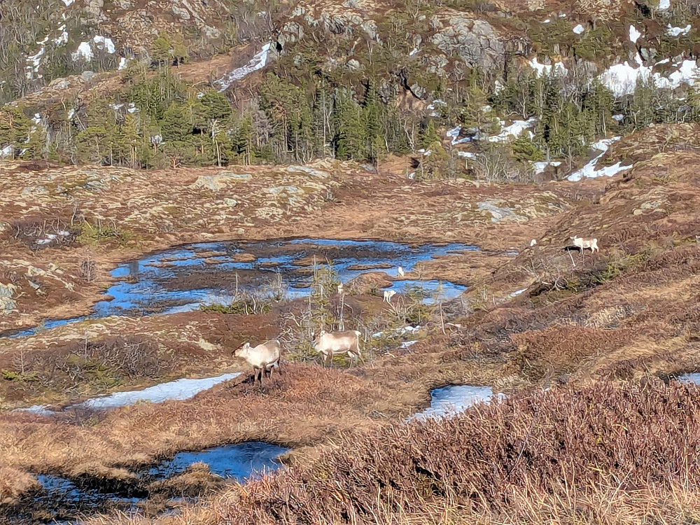 Rein nord for Vetterhushatten