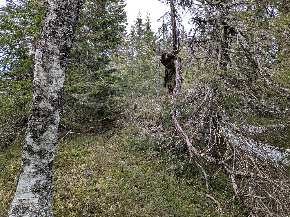 Toppen av Skeitjønnfjellet