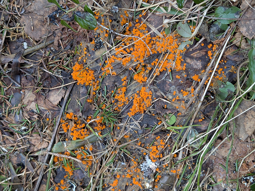 Oransje Elgbeger