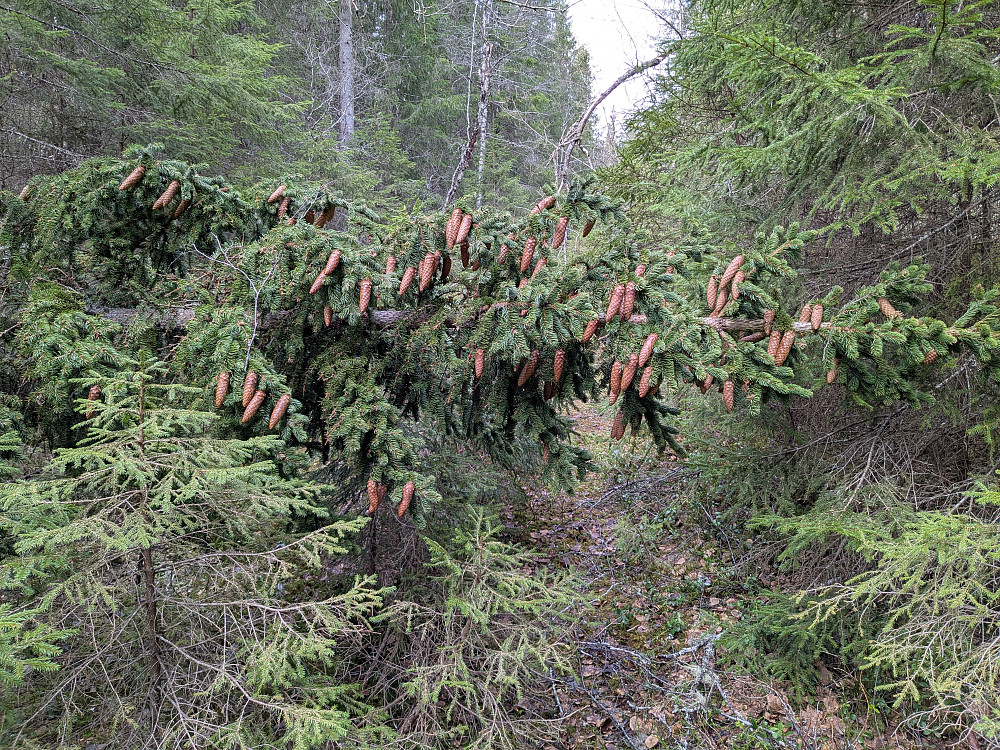 Ferskt trefall